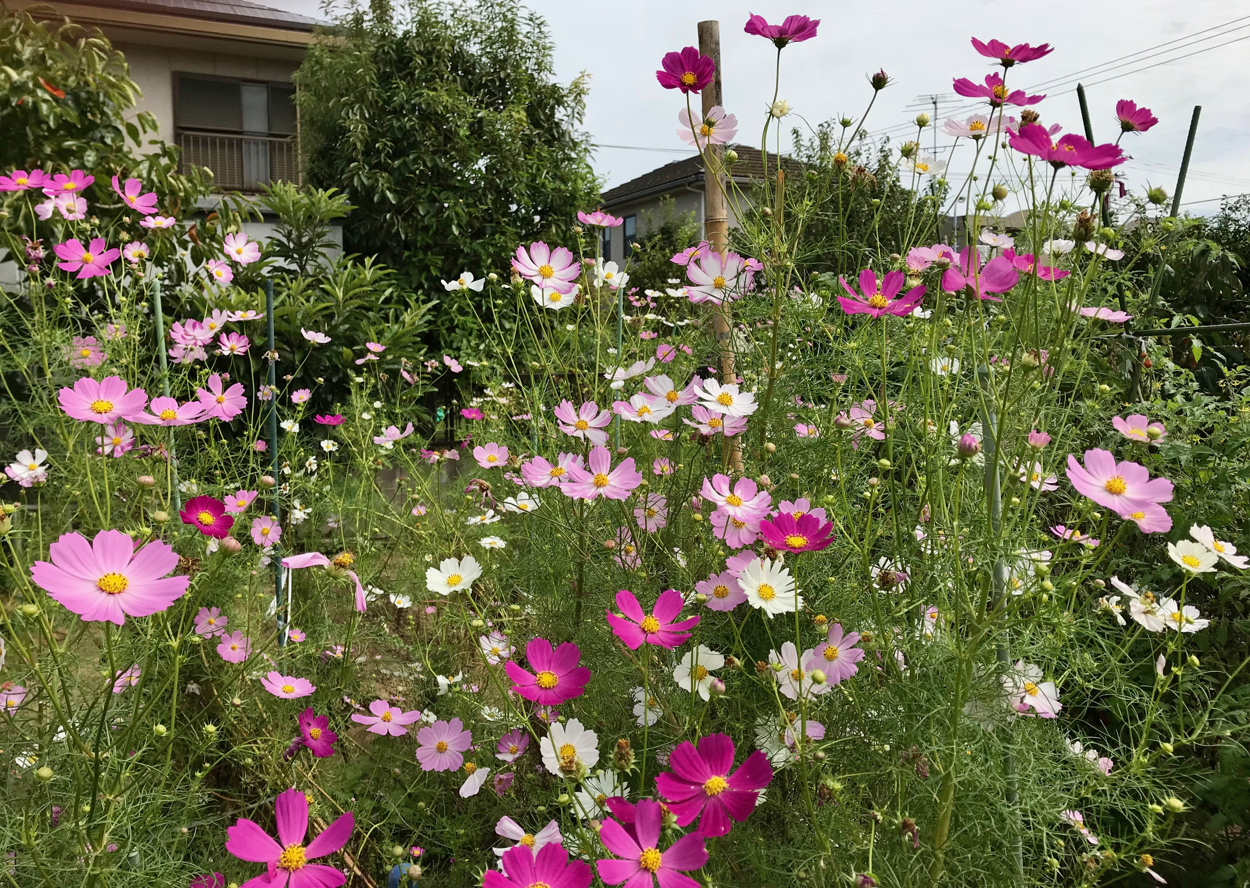 cosmos