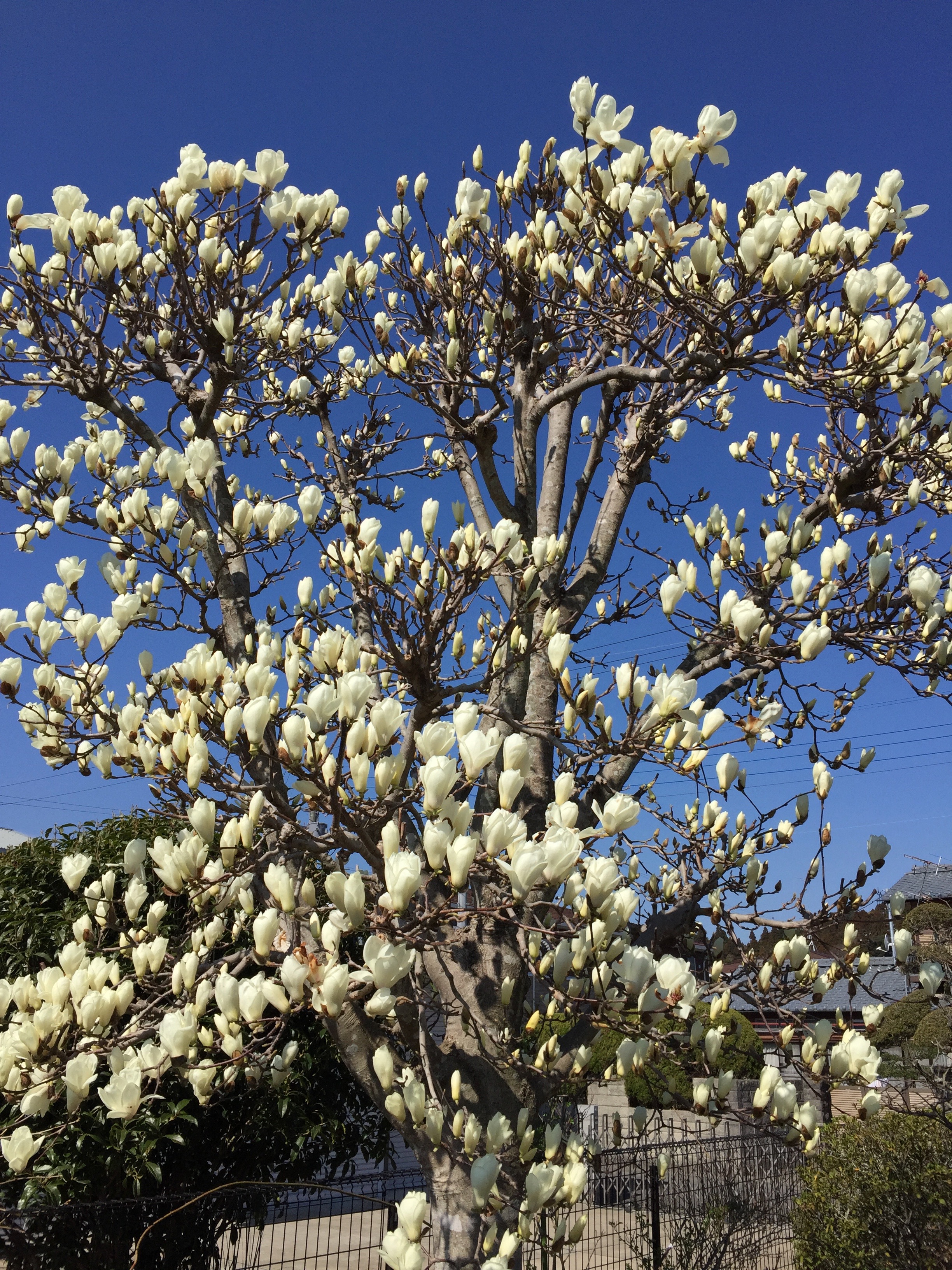 magnolia