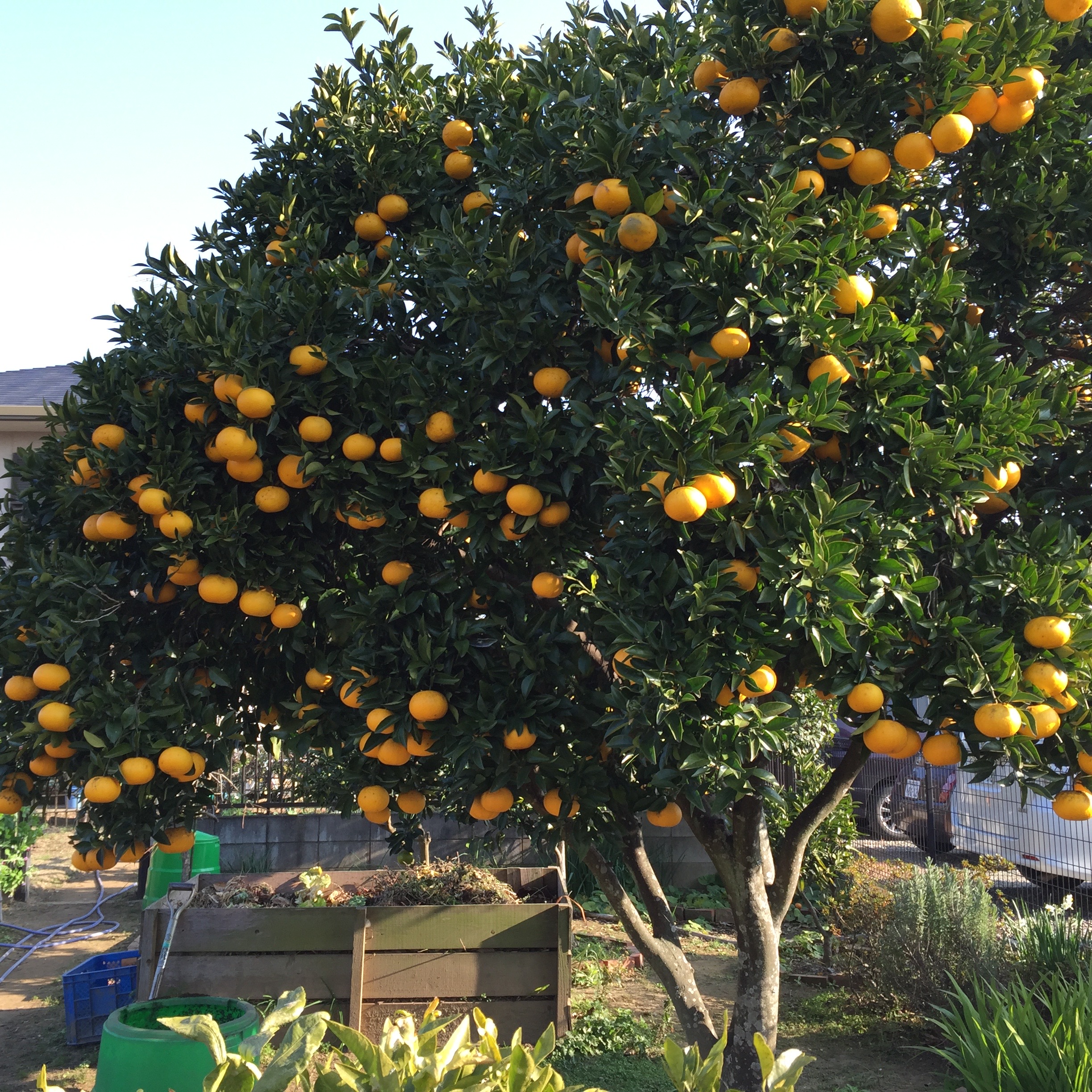 orange