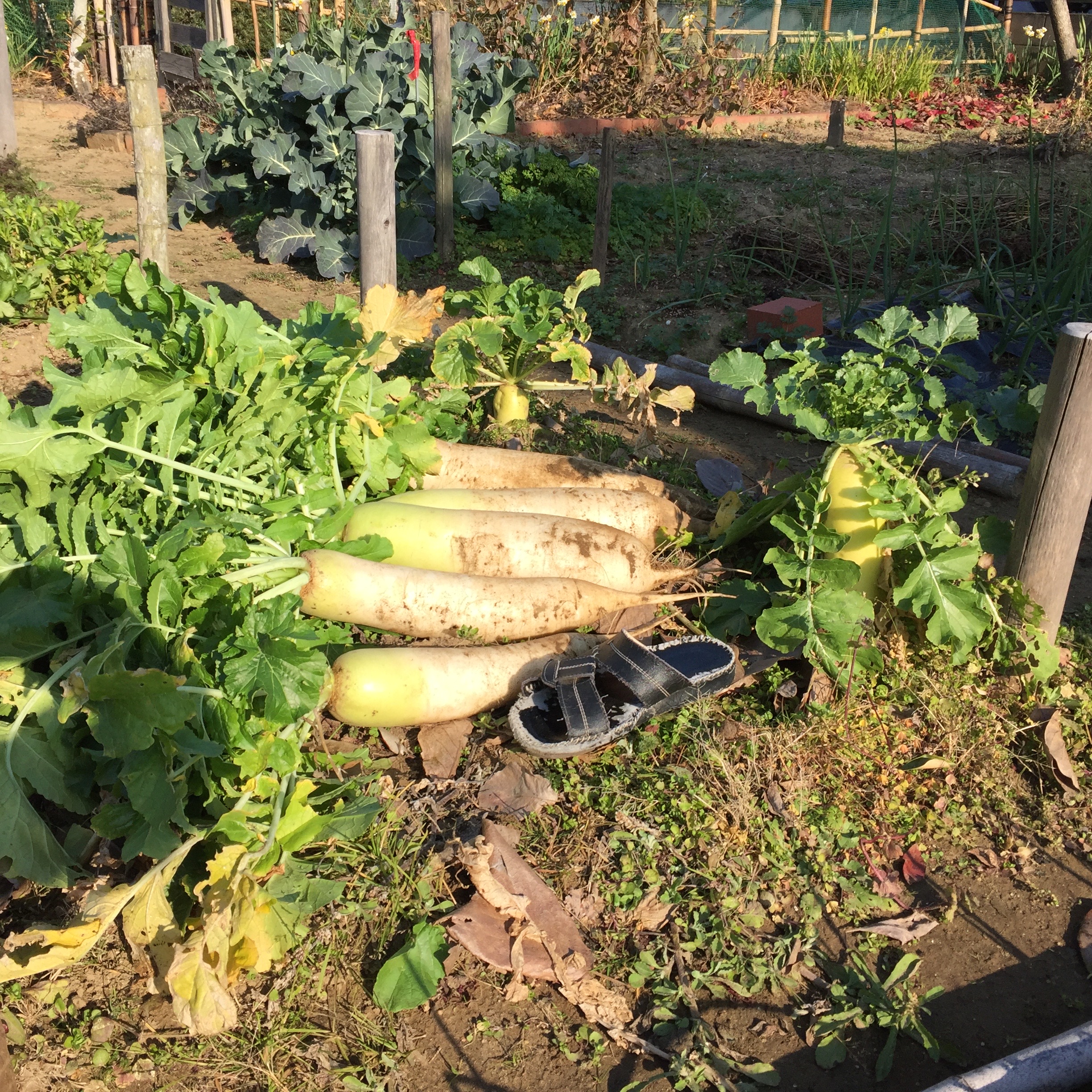 radish