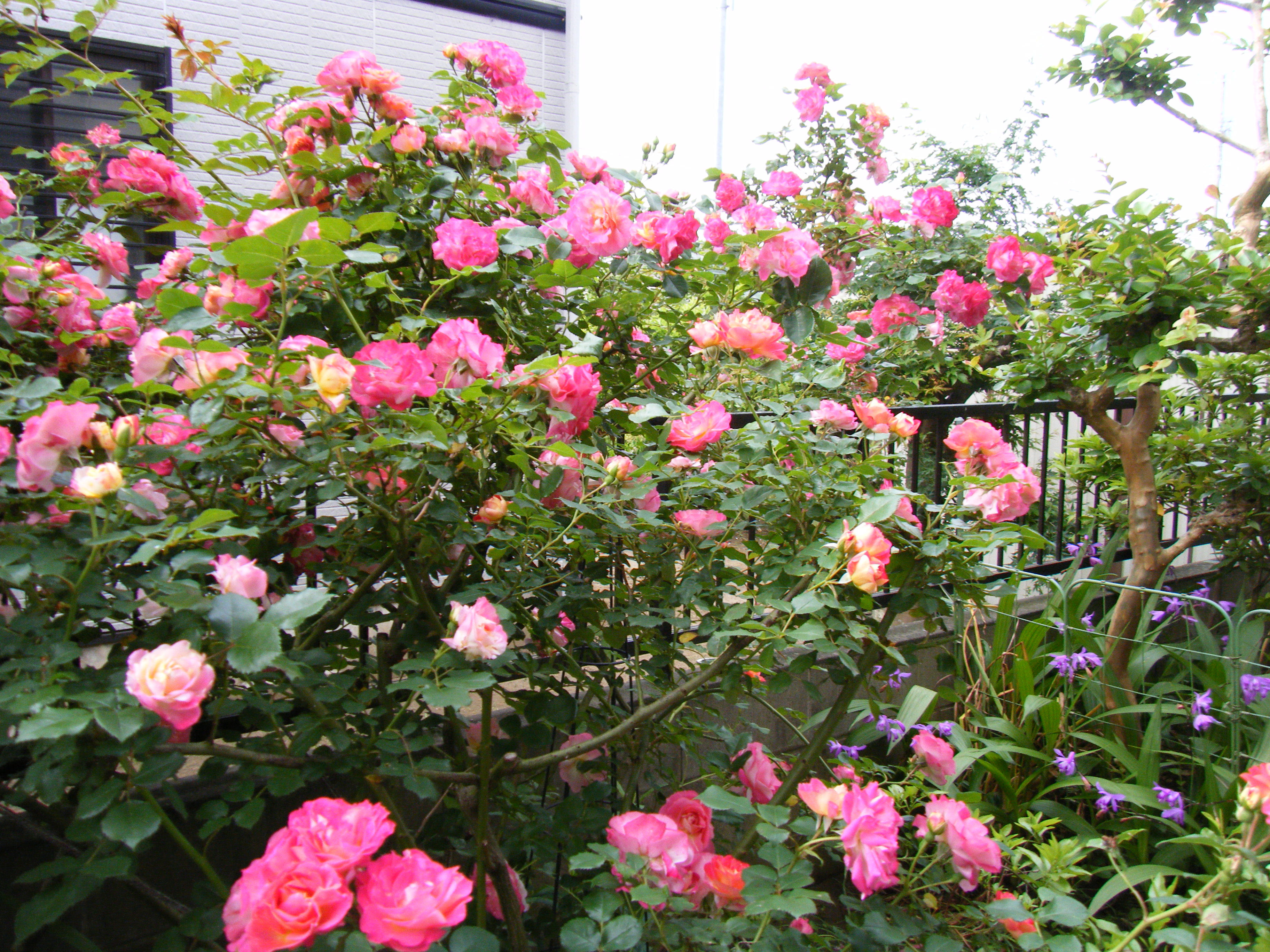 rose