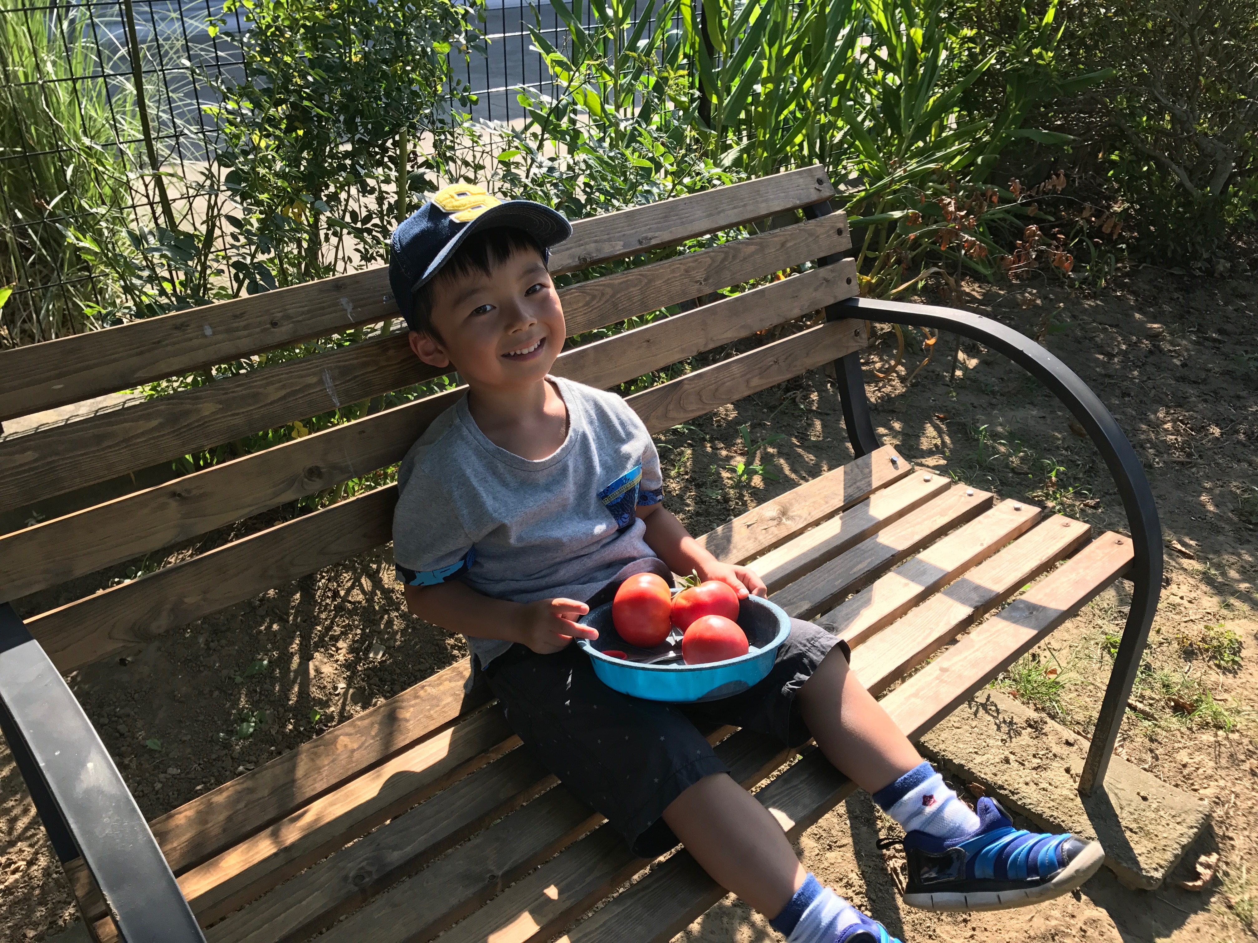 tomato