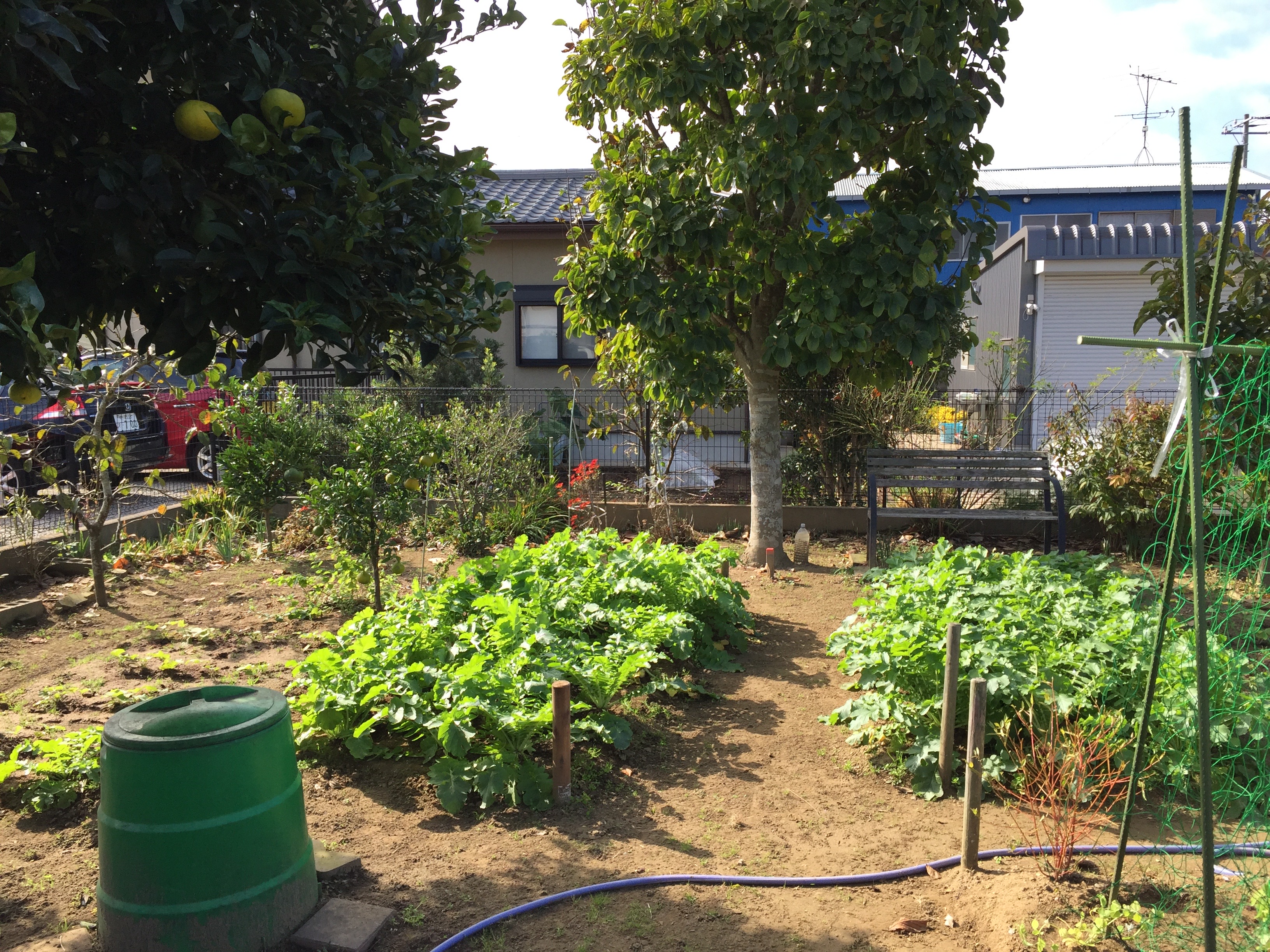 vege